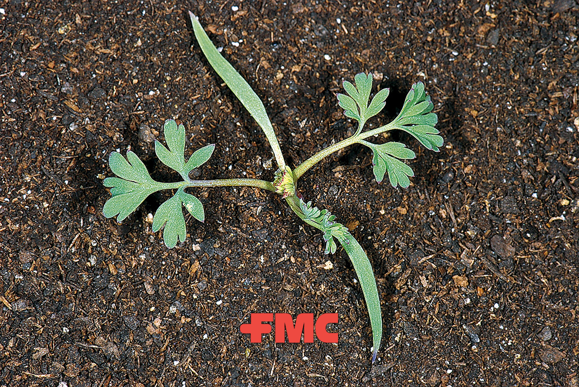 Fumaria Officinalis Guía De Malas Hierbas Fmc